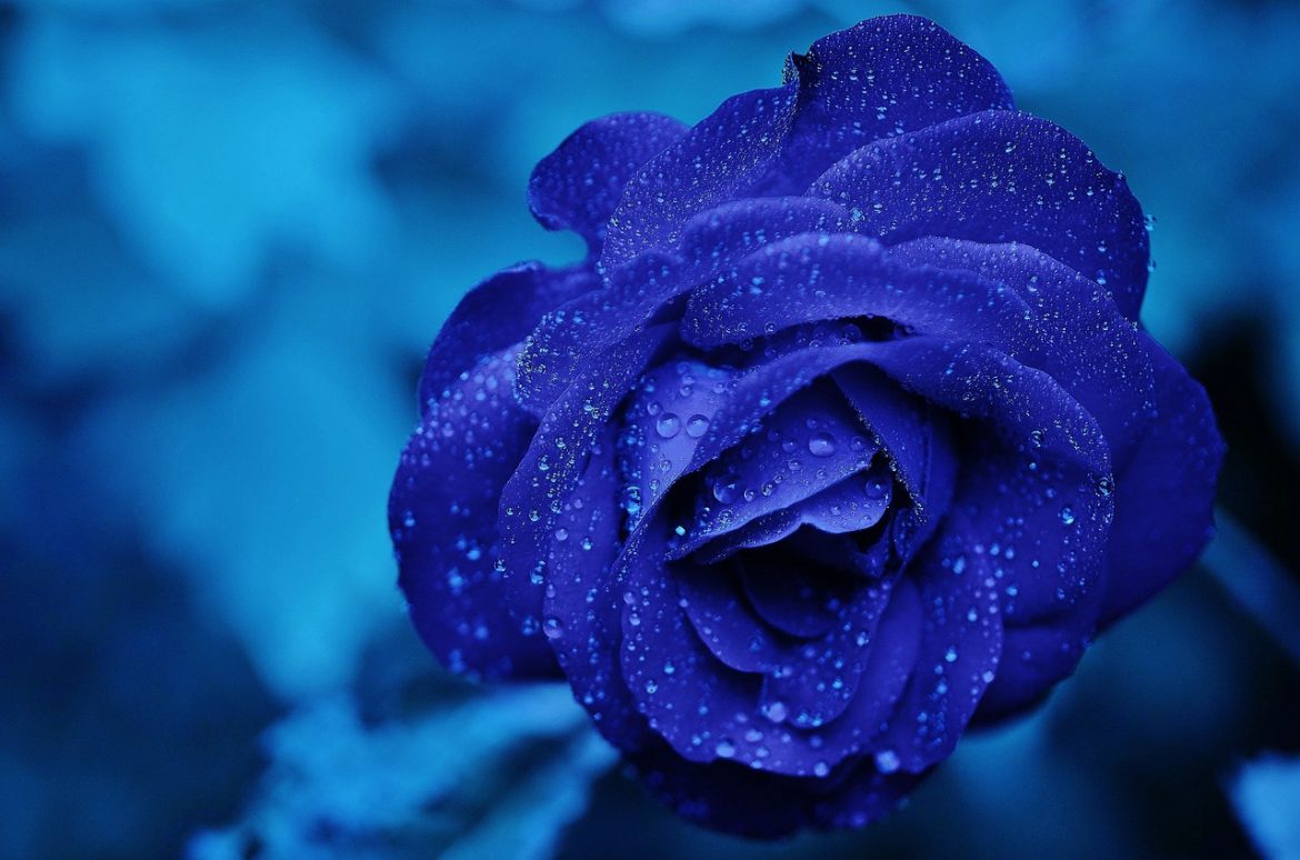 Blå rose